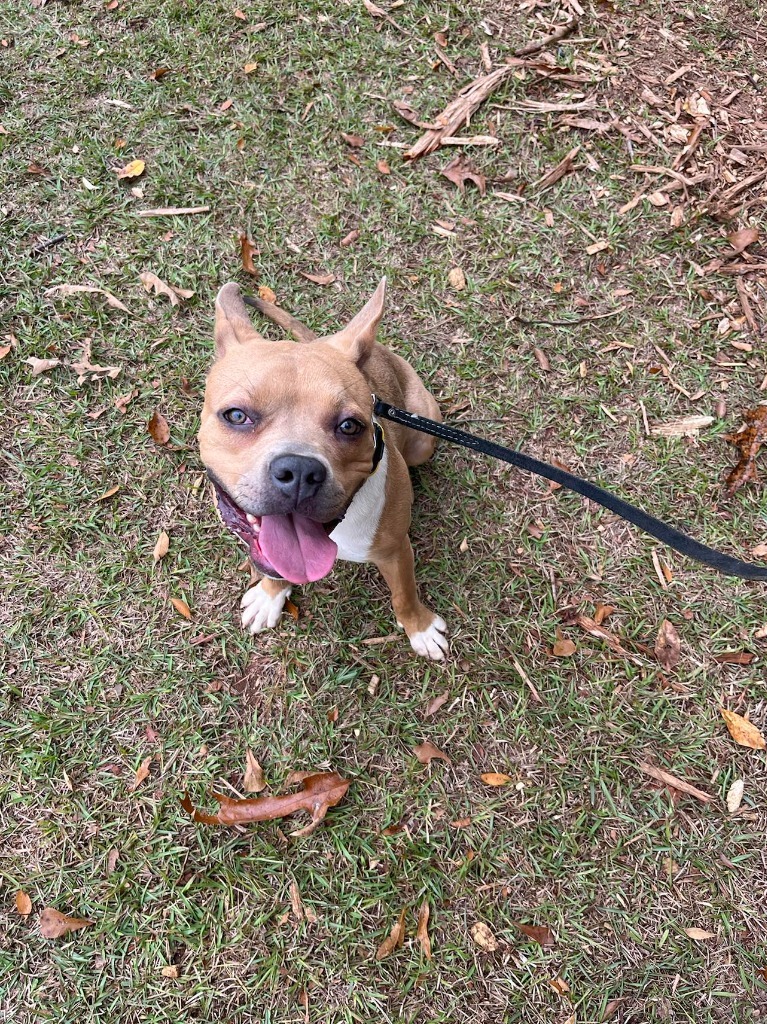 Hilly aka Opal