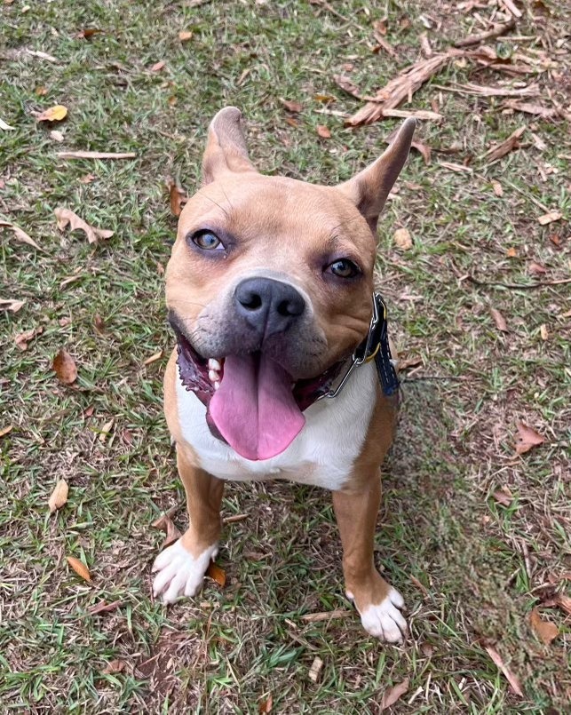 Hilly aka Opal, an adoptable Pit Bull Terrier in Macon, GA, 31210 | Photo Image 5