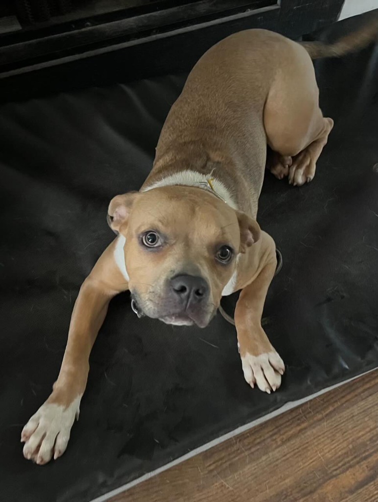 Hilly aka Opal