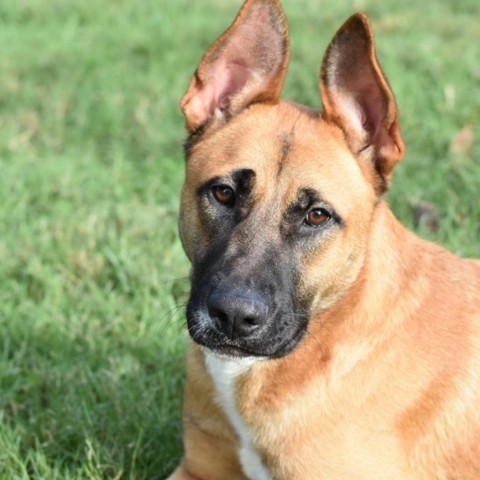 Dog for adoption - Angelina, a German Shepherd Dog Mix in Tomball, TX ...