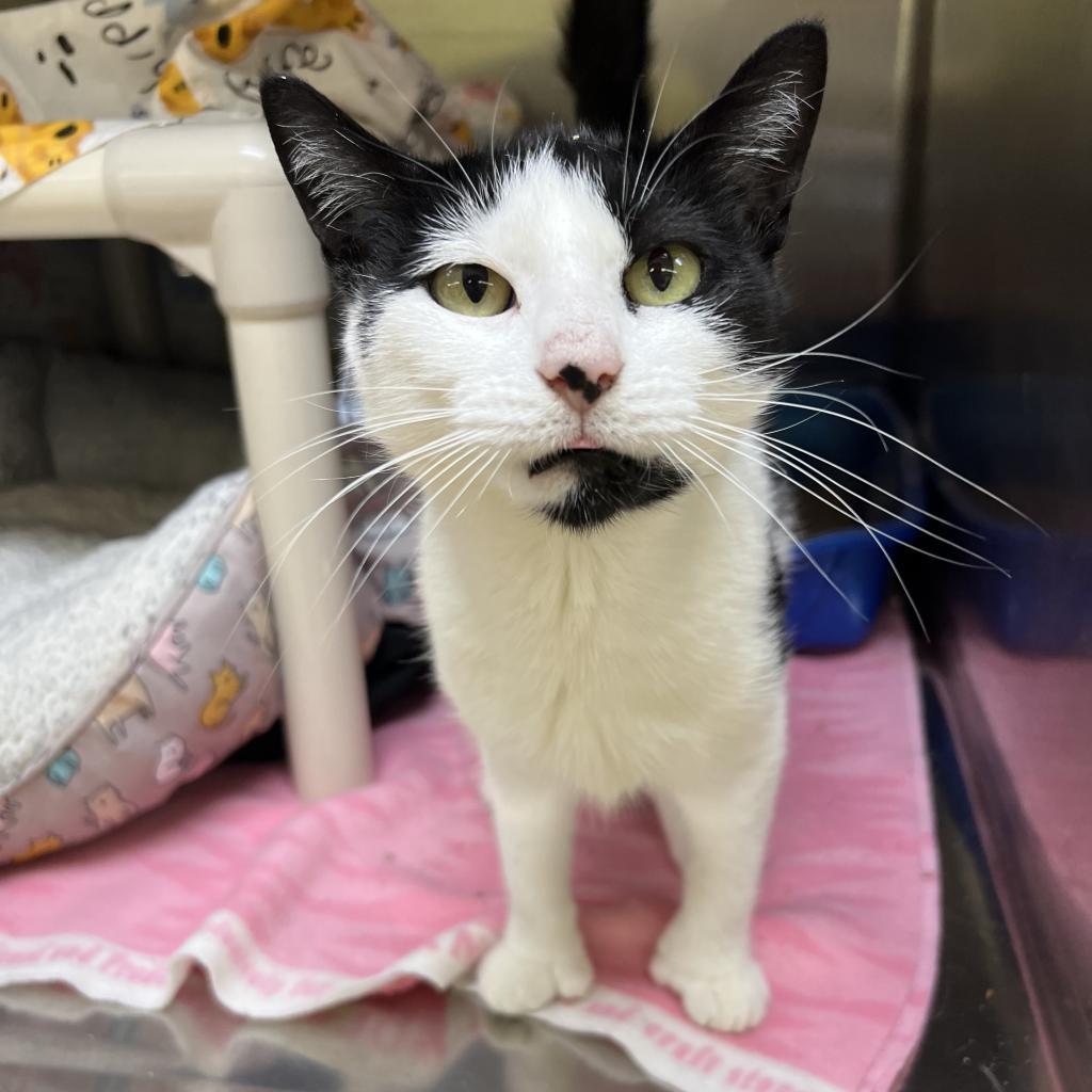 Buttercup, an adoptable Domestic Short Hair in Springfield, IL, 62702 | Photo Image 2