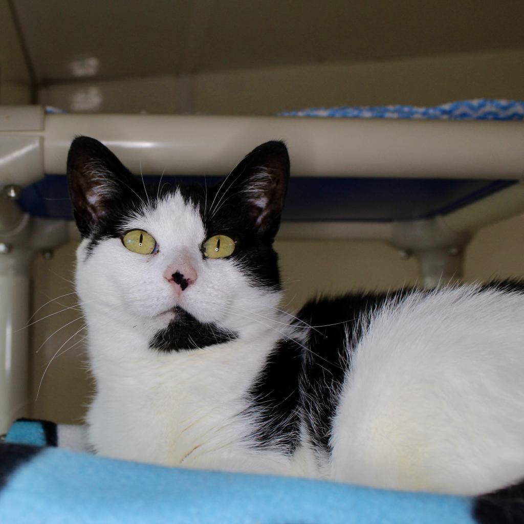 Buttercup, an adoptable Domestic Short Hair in Springfield, IL, 62702 | Photo Image 3