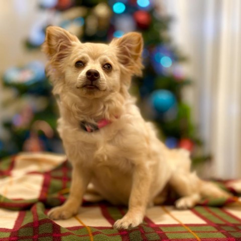 BLOSSOM, an adoptable Chihuahua & Pomeranian Mix in Point Richmond, CA_image-1