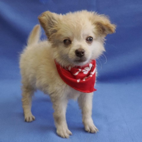 BLOSSOM, an adoptable Chihuahua & Pomeranian Mix in Point Richmond, CA_image-3