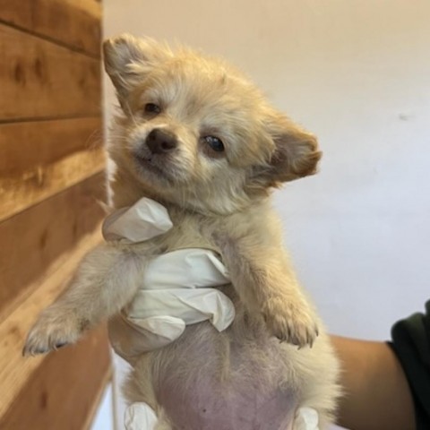 BUTTERCUP, an adoptable Chihuahua, Pomeranian in Point Richmond, CA, 94801 | Photo Image 2