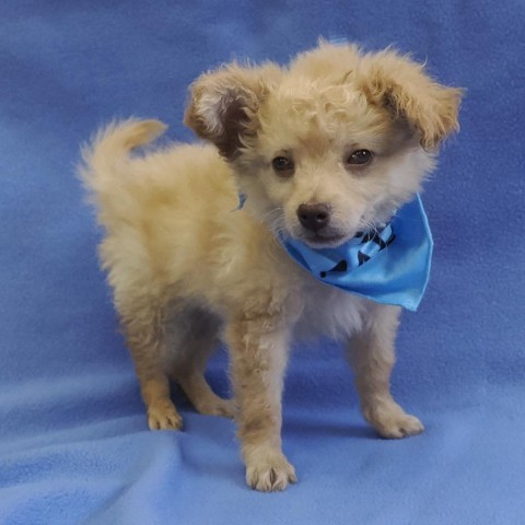 BUTTERCUP, an adoptable Chihuahua, Pomeranian in Point Richmond, CA, 94801 | Photo Image 3