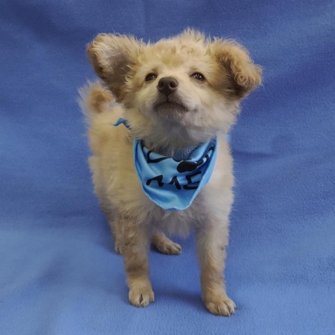BUTTERCUP, an adoptable Chihuahua & Pomeranian Mix in Point Richmond, CA_image-4