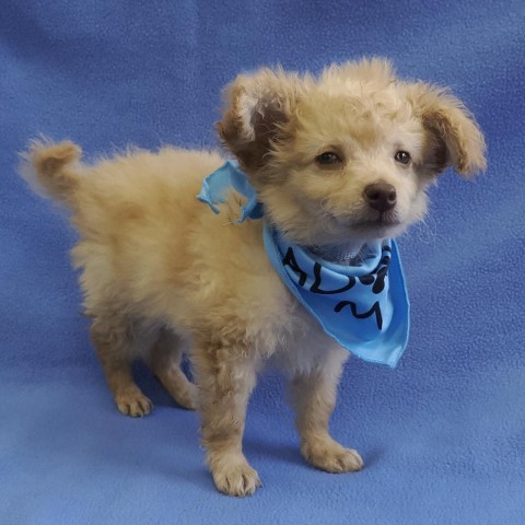 BUTTERCUP, an adoptable Chihuahua, Pomeranian in Point Richmond, CA, 94801 | Photo Image 5