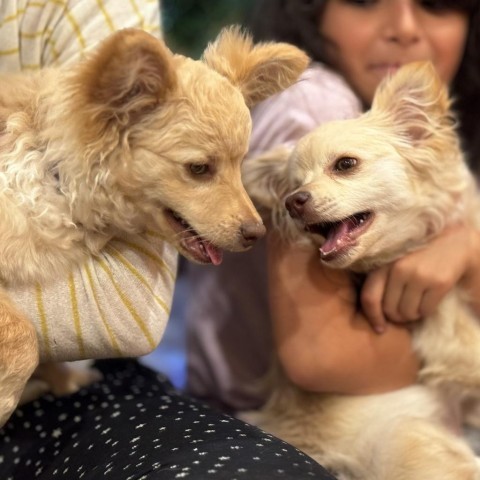 BUTTERCUP, an adoptable Chihuahua, Pomeranian in Point Richmond, CA, 94801 | Photo Image 6