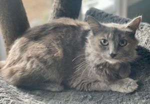 Available Cats – Specialty Purebred Cat Rescue