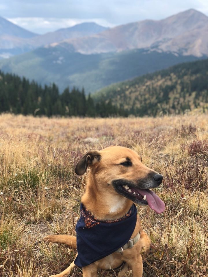 35 Corgi Mixes That Are Absolutely Awesome