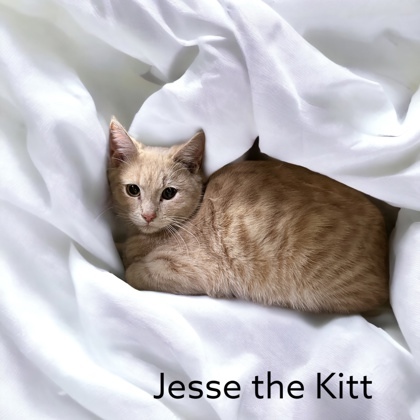 Jesse the Kitt