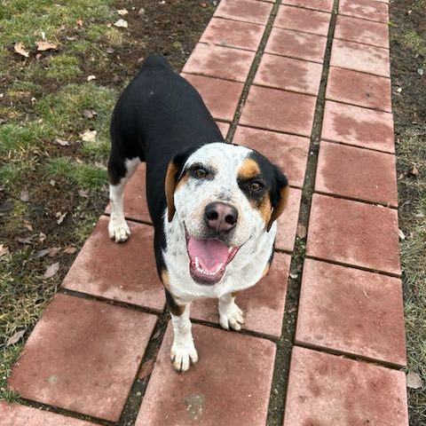 Bulldog store coonhound mix