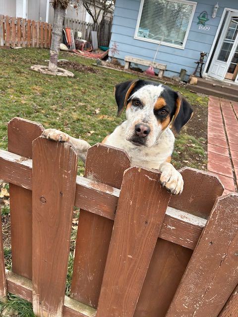 Bulldog sales coonhound mix