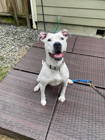 KIKI, an adoptable Pit Bull Terrier, Mixed Breed in McKinleyville, CA, 95519 | Photo Image 1