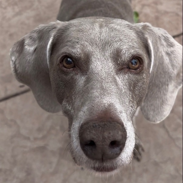 Petfinder weimaraner sales