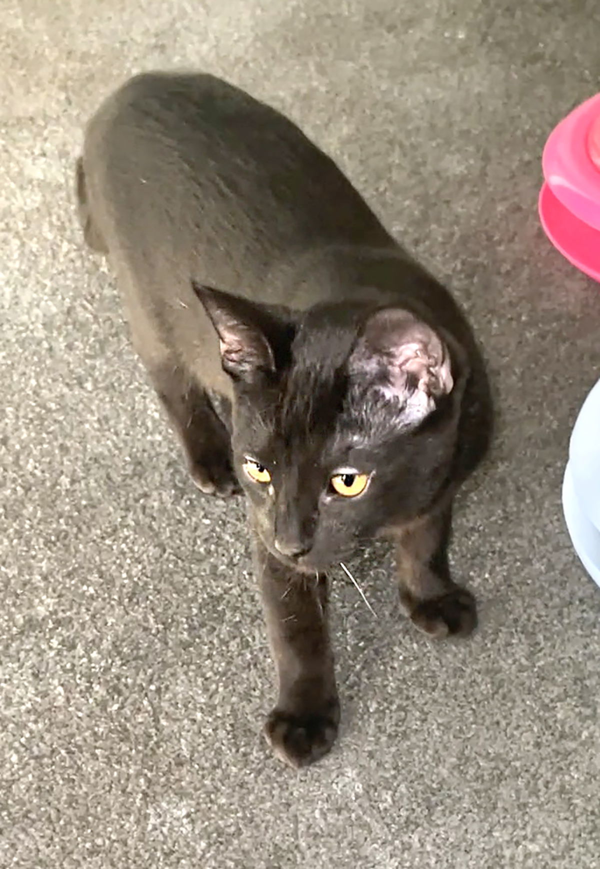 Toothless, an adoptable Domestic Short Hair in Ventura, CA, 93001 | Photo Image 2