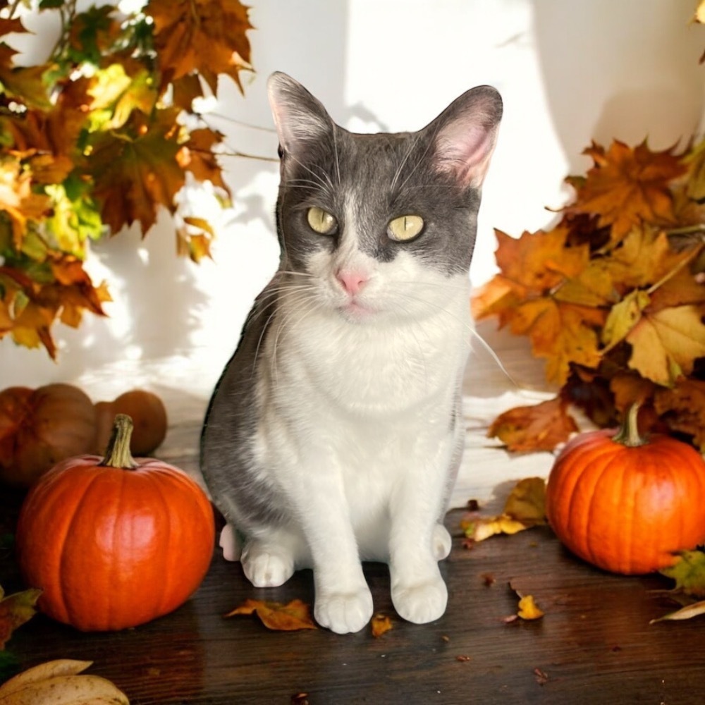 Adora, an adoptable Domestic Short Hair in Mustang, OK, 73064 | Photo Image 1