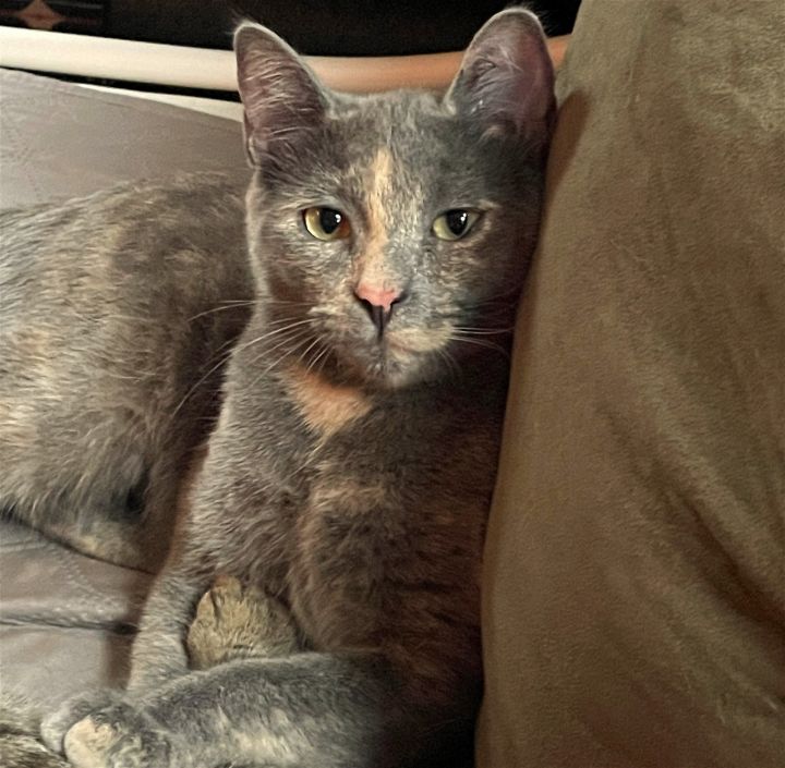 Graysen, an adopted Dilute Tortoiseshell & Domestic Short Hair Mix in Springfield, OR_image-1