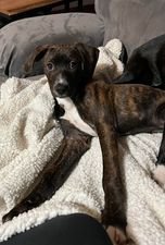 East coast hot sale canine rescue