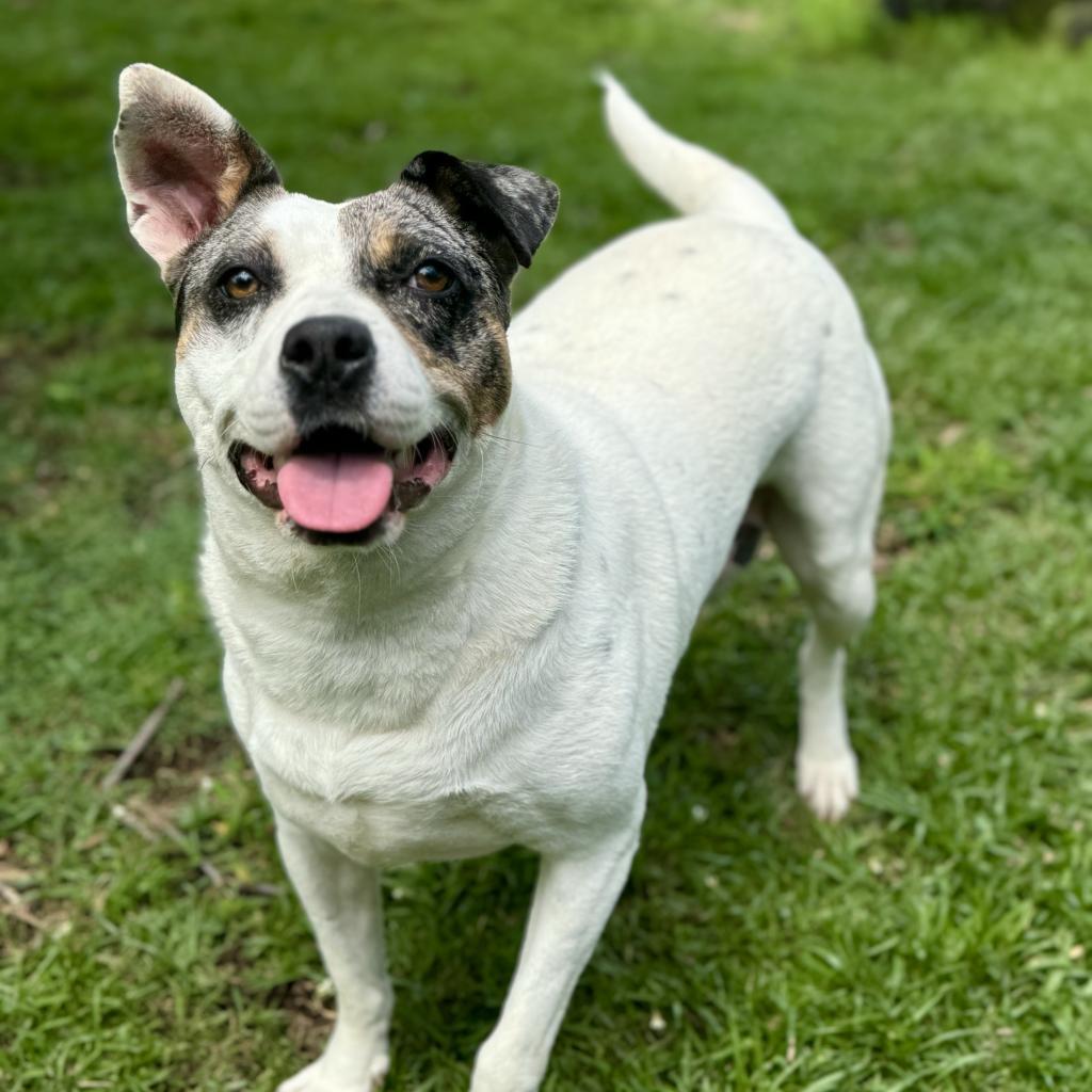 Sitkas City Litter: Sitka, an adoptable Mixed Breed in Keaau, HI, 96749 | Photo Image 1