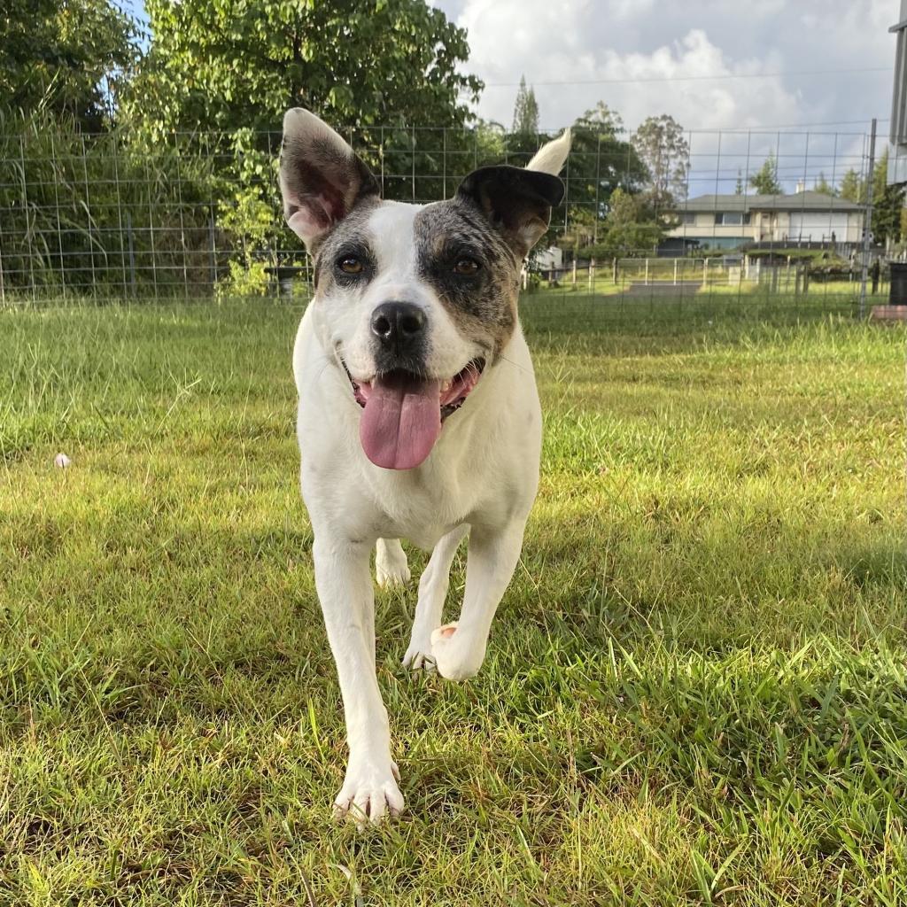 Sitkas City Litter: Sitka, an adoptable Mixed Breed in Keaau, HI, 96749 | Photo Image 2