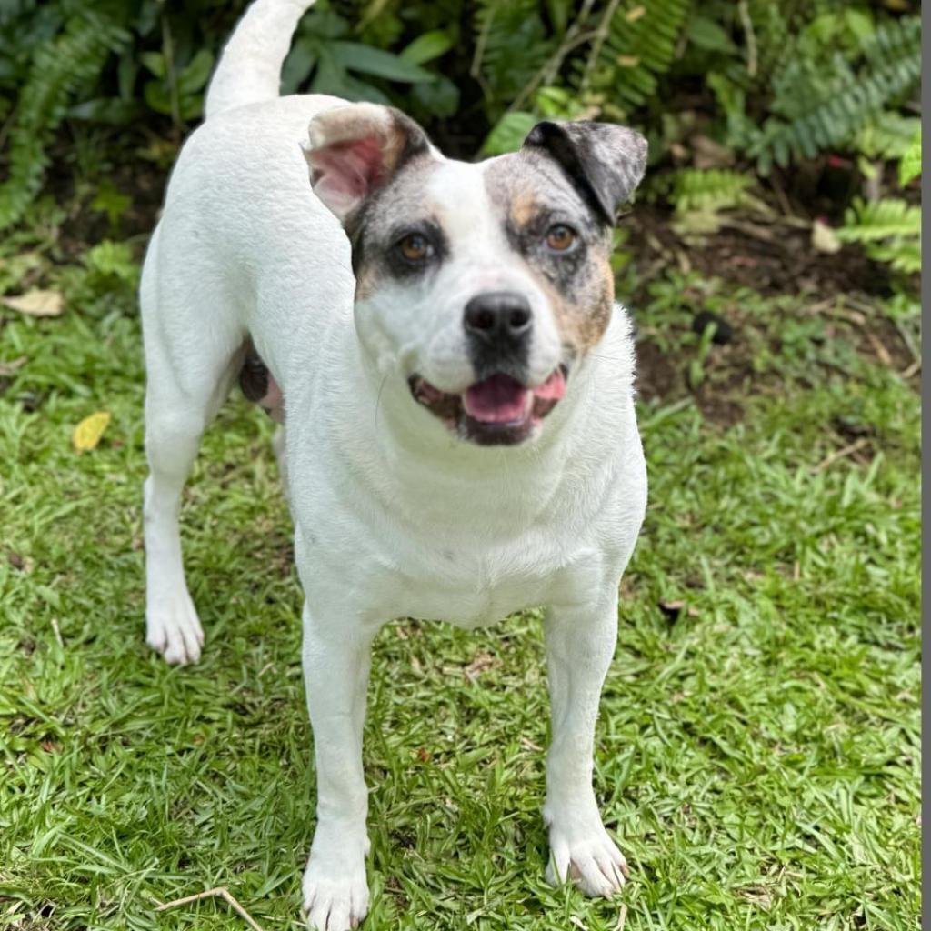 Sitkas City Litter: Sitka, an adoptable Mixed Breed in Keaau, HI, 96749 | Photo Image 3