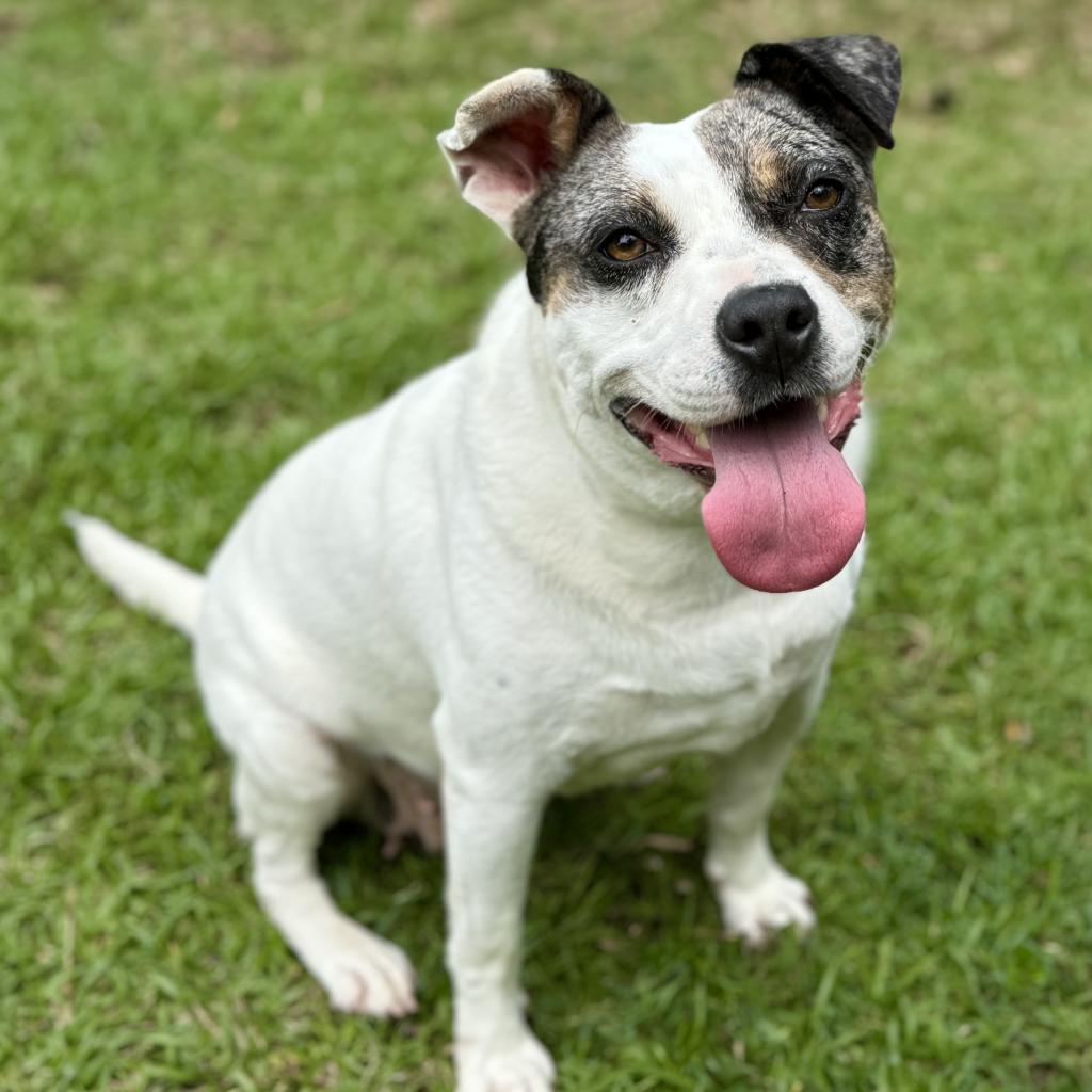 Sitkas City Litter: Sitka, an adoptable Mixed Breed in Keaau, HI, 96749 | Photo Image 4