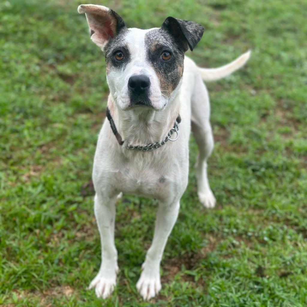 Sitkas City Litter: Sitka, an adoptable Mixed Breed in Keaau, HI, 96749 | Photo Image 5