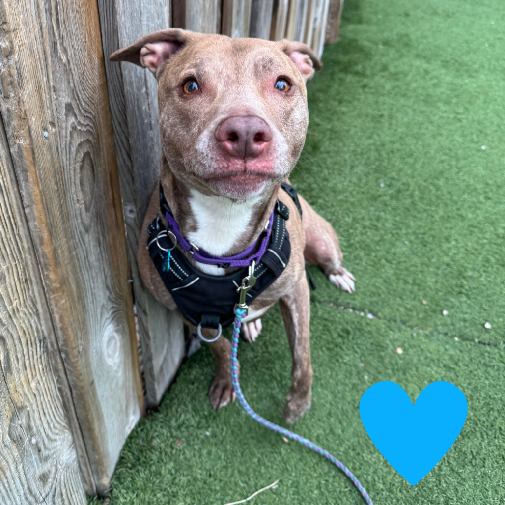 Louis, an adoptable Mixed Breed in Chicago, IL, 60647 | Photo Image 1