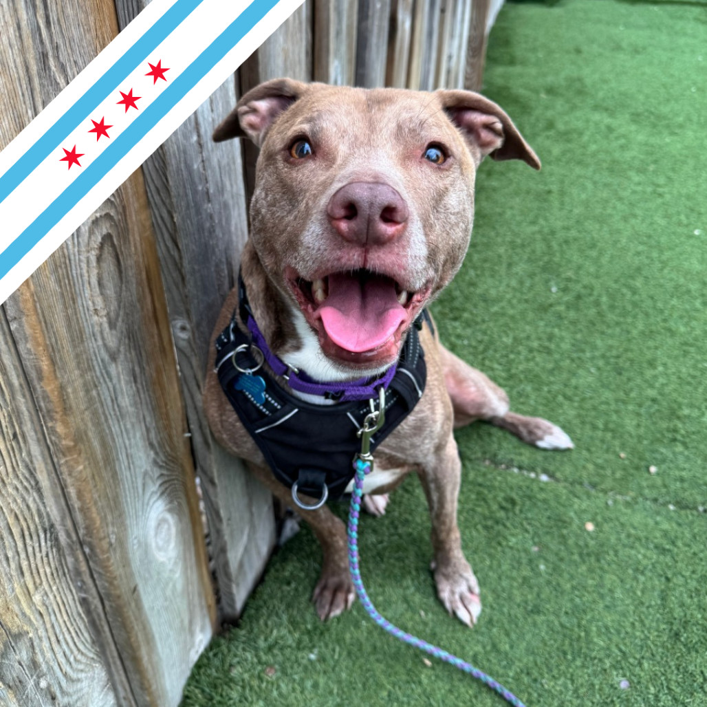 Lou, an adoptable Mixed Breed in Chicago, IL, 60647 | Photo Image 1