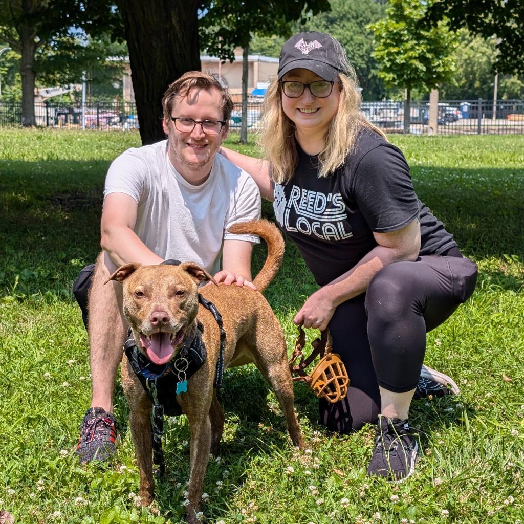 Louis, an adoptable Mixed Breed in Chicago, IL, 60647 | Photo Image 2