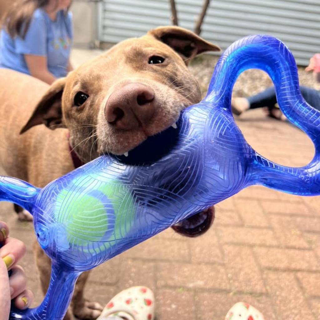 Louis, an adoptable Mixed Breed in Chicago, IL, 60647 | Photo Image 4