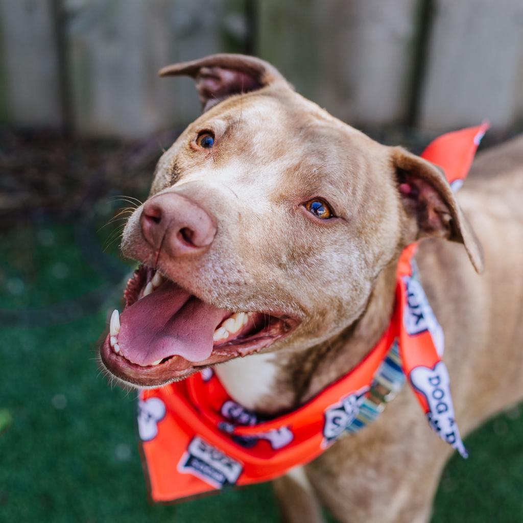 Louis, an adoptable Mixed Breed in Chicago, IL, 60647 | Photo Image 5