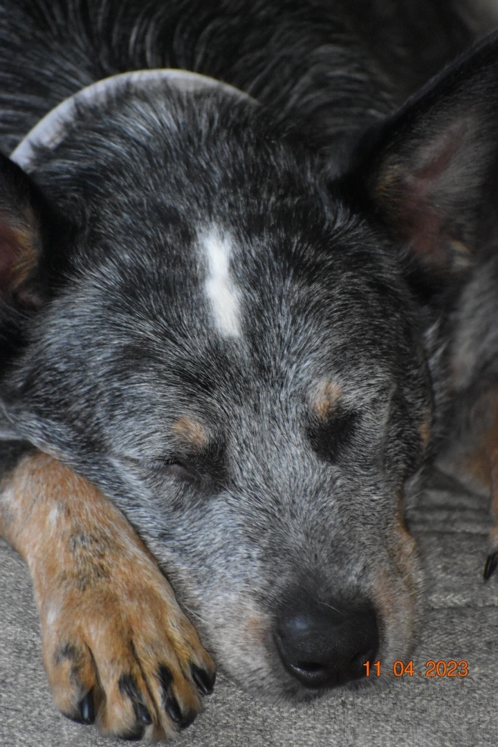 Kujo, an adopted Australian Cattle Dog / Blue Heeler Mix in Cincinnati, OH_image-1