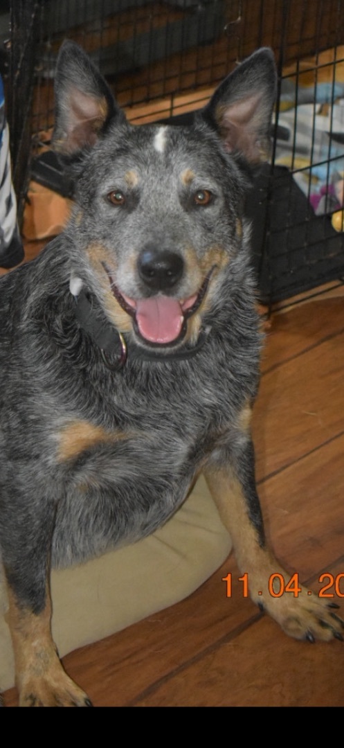 Kujo, an adopted Australian Cattle Dog / Blue Heeler Mix in Cincinnati, OH_image-2