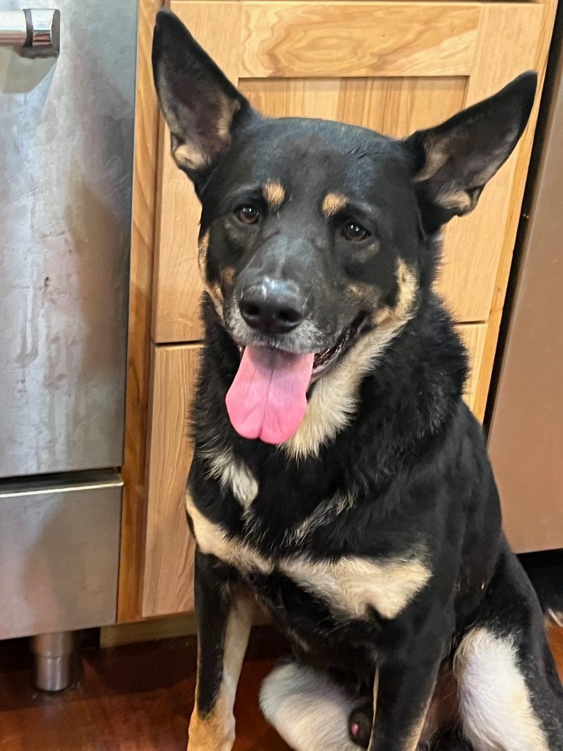 Dog for adoption Riley, an Australian Kelpie & German Shepherd Dog Mix in Forest Falls, CA