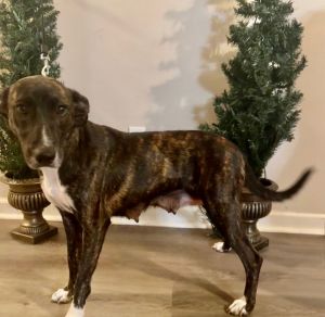 Dog for adoption - Twirl, a Mountain Cur & Shepherd Mix in Louisville, KY