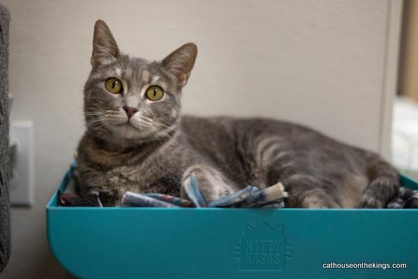 Betty Lou, an adoptable Tabby in Parlier, CA, 93648 | Photo Image 1