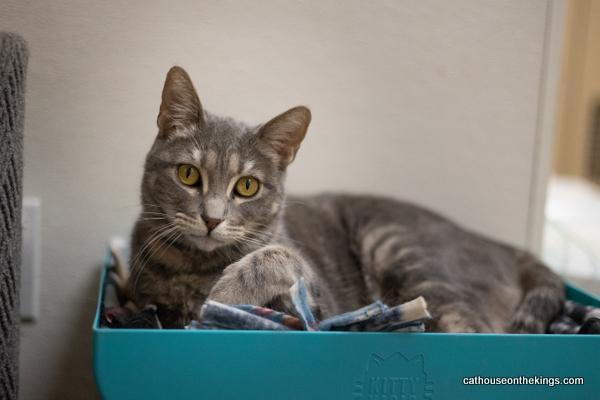 Betty Lou, an adoptable Tabby in Parlier, CA, 93648 | Photo Image 2