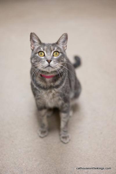 Betty Lou, an adoptable Tabby in Parlier, CA, 93648 | Photo Image 3