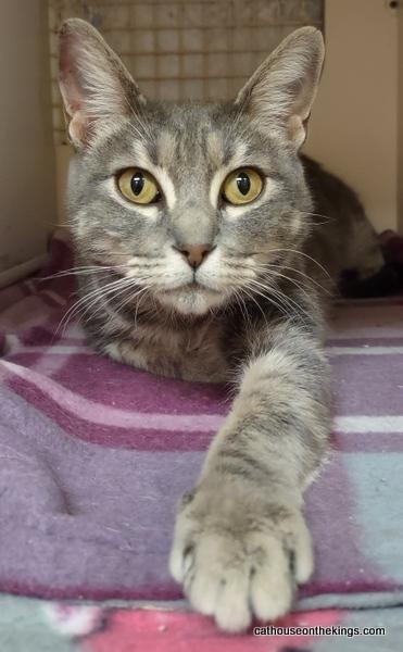 Betty Lou, an adoptable Tabby in Parlier, CA, 93648 | Photo Image 4