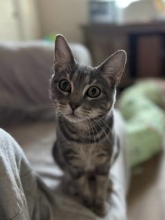 Betty Lou, an adoptable Tabby in Parlier, CA, 93648 | Photo Image 5