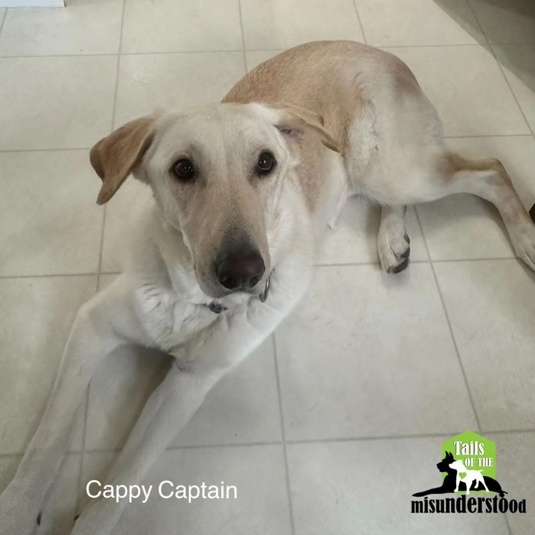 Cappy Captain, an adoptable Yellow Labrador Retriever, Golden Retriever in Calgary, AB, T2A 6G9 | Photo Image 2