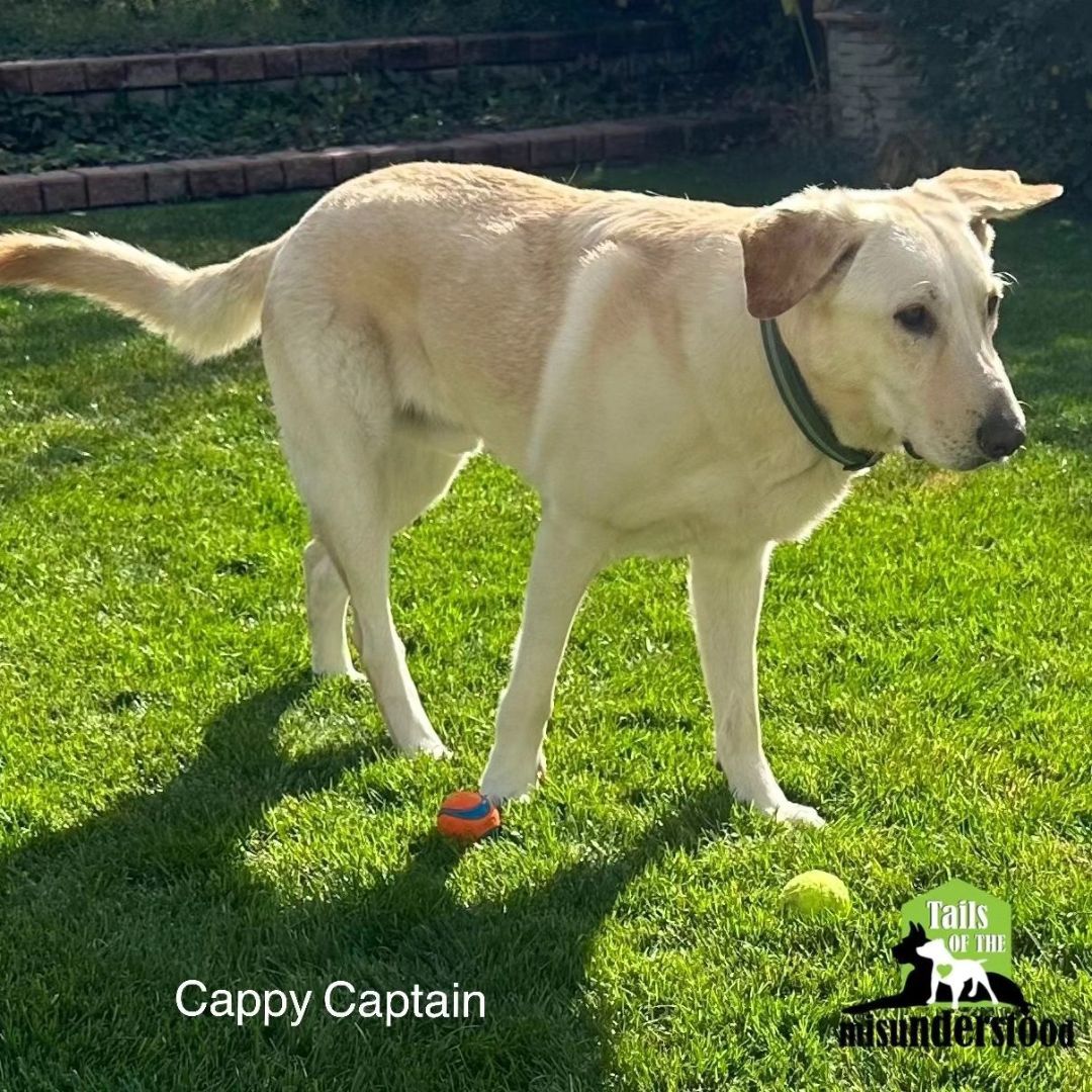 Cappy Captain, an adoptable Yellow Labrador Retriever, Golden Retriever in Calgary, AB, T2A 6G9 | Photo Image 3