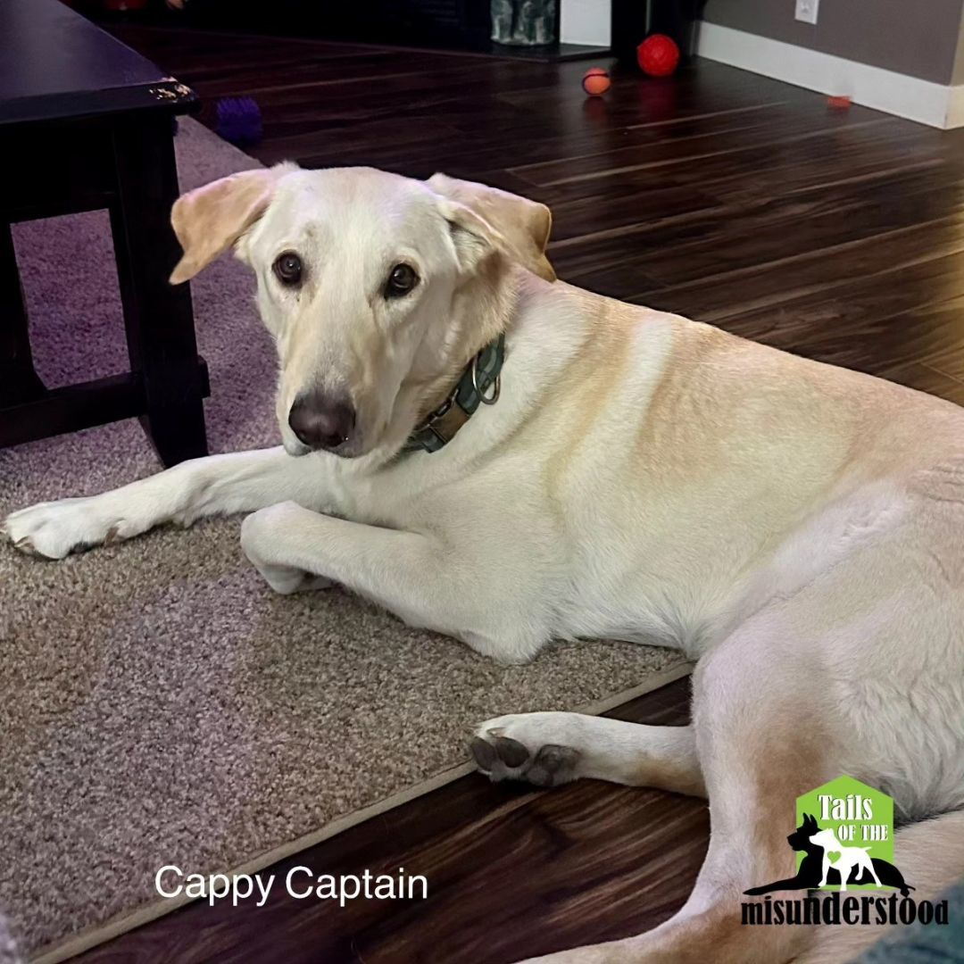 Cappy Captain, an adoptable Yellow Labrador Retriever, Golden Retriever in Calgary, AB, T2A 6G9 | Photo Image 6