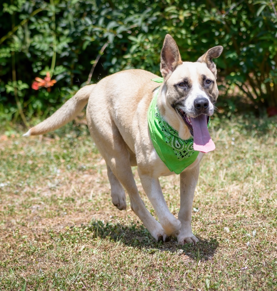 Bandit, an adoptable Terrier in Forsyth, GA, 31029 | Photo Image 1