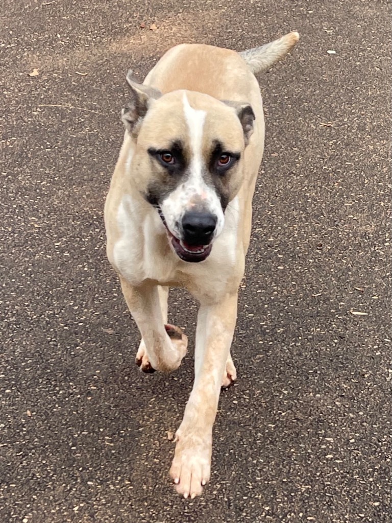 Bandit, an adoptable Terrier in Forsyth, GA, 31029 | Photo Image 2