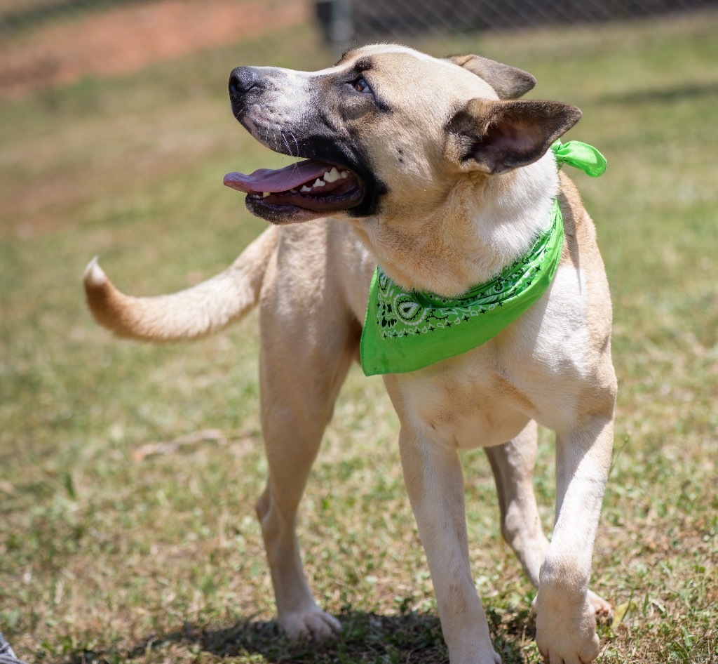 Bandit, an adoptable Terrier in Forsyth, GA, 31029 | Photo Image 3
