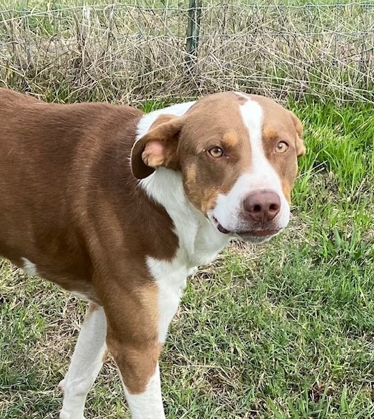 Scooby